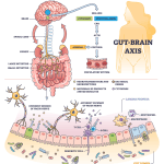 The Gut-Brain Connection: How Your Diet Affects Sleep and Anxiety