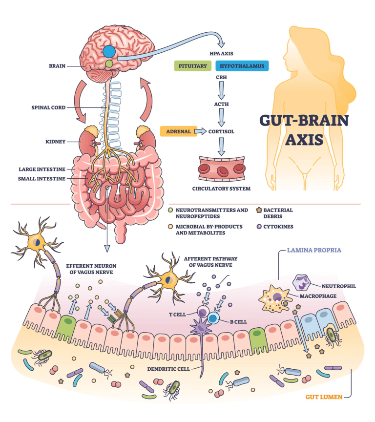 The Gut-Brain Connection: How Your Diet Affects Sleep and Anxiety